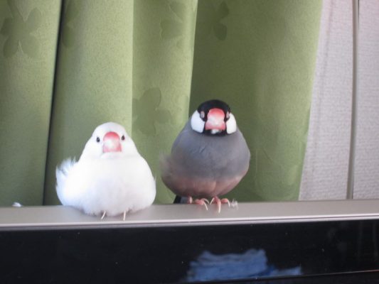 文鳥の種類で飼いやすさは変わる 意外と多い文鳥の種類