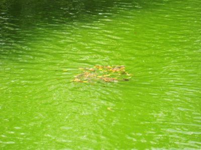 水槽が緑色になる『グリーンウォーター』の対策。危険性とは？