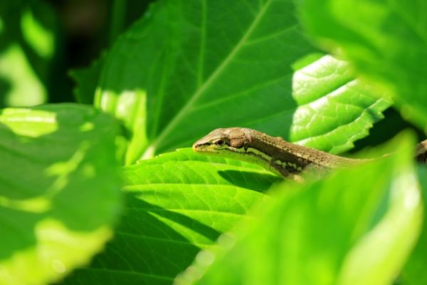 ニホンカナヘビは懐く？正しい触り方