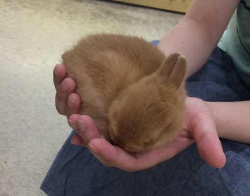 うさぎが抱っこを嫌がる！抱っこをできるようにするには？