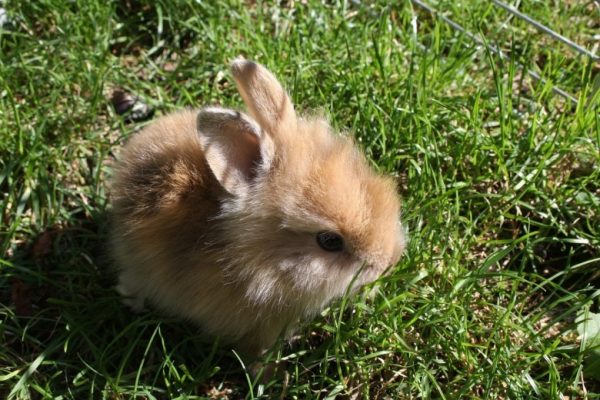 うさぎの健康チェック どこを見ればいい