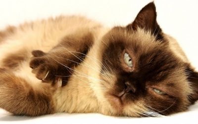 猫に多い消化器の病気。予防法と治療は？