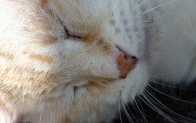 シニア猫の飼い方。日常生活で気を付けてあげるべき5つのポイント